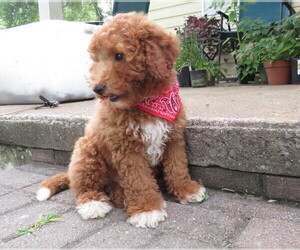 Miniature Labradoodle Puppy for Sale in DONGOLA, Illinois USA