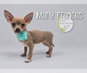 Chihuahua Dogs for adoption in Benton, LA, USA