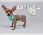 Mary Frances - Female Chihuahua Dog for Adoption - Small photo