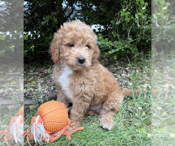 Medium Photo #2 Goldendoodle (Miniature) Puppy For Sale in MIDDLEBURY, IN, USA