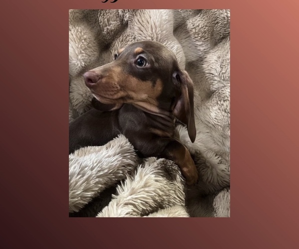 Medium Photo #4 Dachshund Puppy For Sale in PITTSBURG, CA, USA