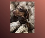 Small #3 Dachshund