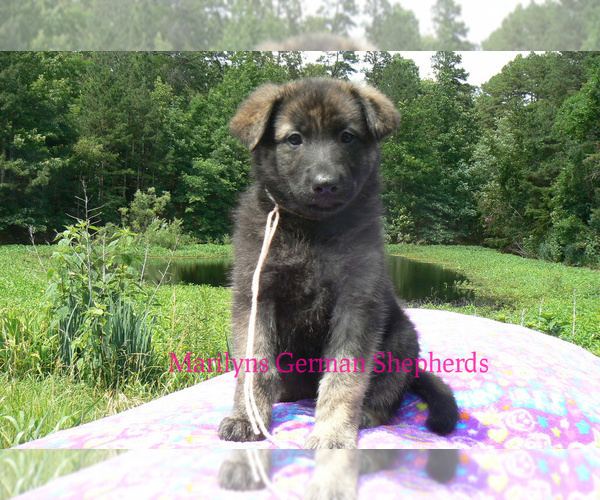 Medium Photo #7 German Shepherd Dog Puppy For Sale in PIEDMONT, MO, USA