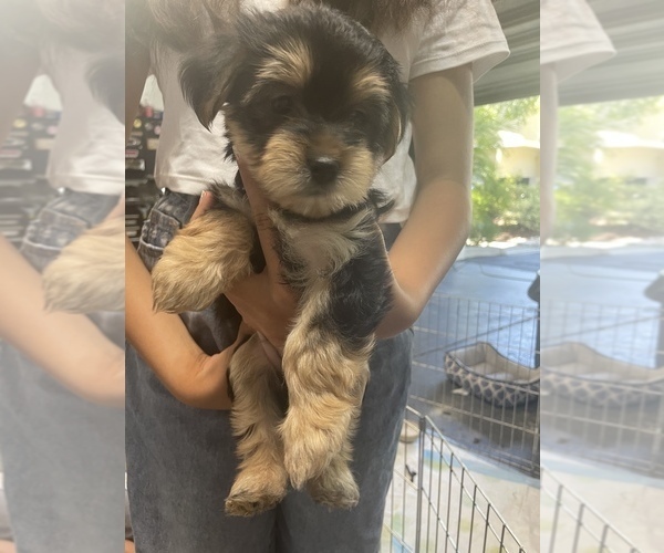 Medium Photo #8 Yorkshire Terrier Puppy For Sale in DANVILLE, CA, USA