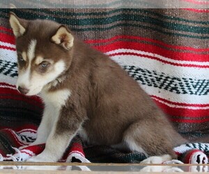 Siberian Husky Puppy for sale in FREDERICKSBURG, OH, USA