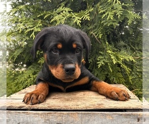 Rottweiler Puppy for sale in MIDDLEBURY, IN, USA