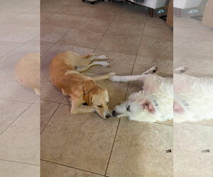 Max - Male Great Pyrenees-Unknown Mix Dog for Adoption - Photo #6