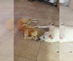 Small #5 Great Pyrenees Mix