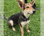 Small #4 German Shepherd Dog Mix