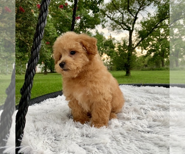 Medium Photo #11 Havanese-Poodle (Toy) Mix Puppy For Sale in HOUSTON, TX, USA