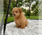 Small Photo #11 Havanese-Poodle (Toy) Mix Puppy For Sale in HOUSTON, TX, USA