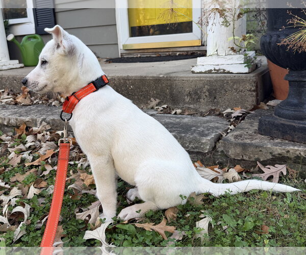 Medium Photo #3 Mutt Puppy For Sale in Des Moines, IA, USA