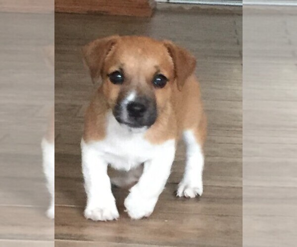 Medium Photo #2 Jack Russell Terrier Puppy For Sale in SIDNEY, TX, USA