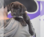 Small #4 Boxer Mix