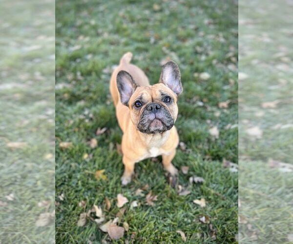Medium Photo #1 French Bulldog Puppy For Sale in Sioux Falls, SD, USA