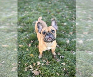 French Bulldog Dogs for adoption in Sioux Falls, SD, USA