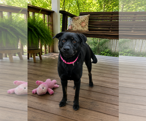 Hannah! - Female Borador Dog for Adoption - Photo #18