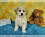 Small #6 Goldendoodle-Poodle (Toy) Mix