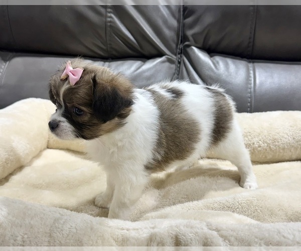 Medium Photo #7 Papillon Puppy For Sale in BELTON, MO, USA