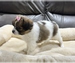 Small #6 Papillon