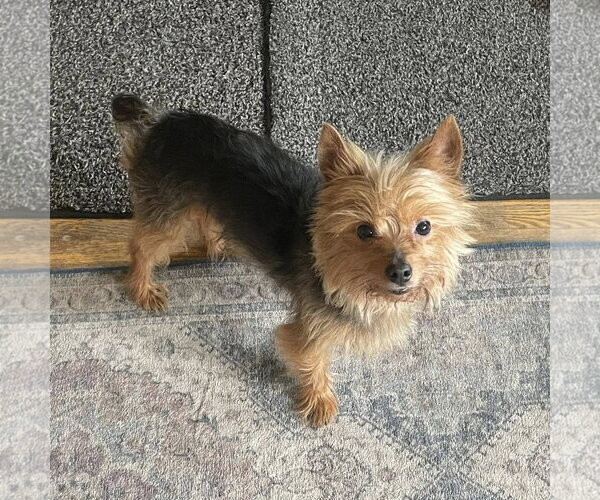 Medium Photo #2 Mutt Puppy For Sale in Rochester, NY, USA