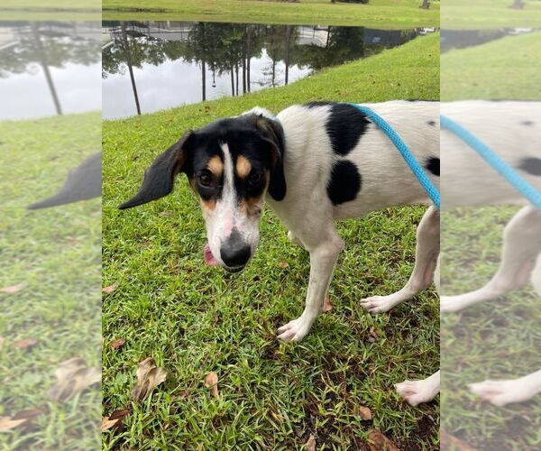 Medium Photo #1 Mutt Puppy For Sale in Hilton Head, SC, USA