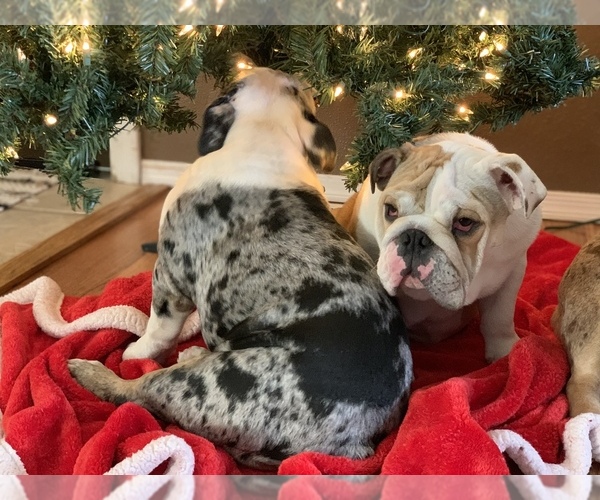 Medium Photo #10 English Bulldog Puppy For Sale in BLOOMFIELD, NM, USA