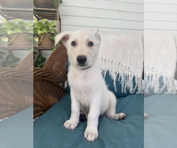 Medium Photo #3 German Shepherd Dog Puppy For Sale in BRUNSWICK, GA, USA