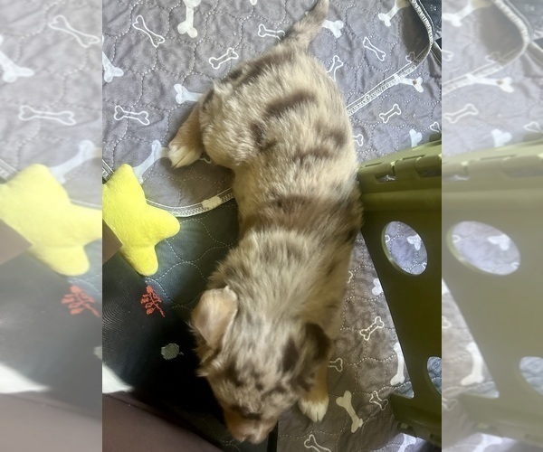 Medium Photo #16 Australian Shepherd Puppy For Sale in TORRANCE, CA, USA