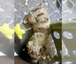 Small Photo #16 Australian Shepherd Puppy For Sale in TORRANCE, CA, USA