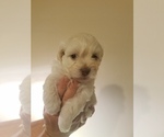 Small Photo #9 Havanese Puppy For Sale in SEDALIA, MO, USA