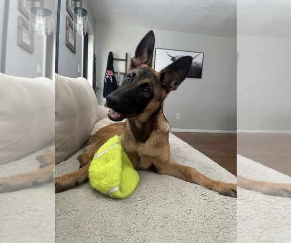 Medium Photo #3 Mutt Puppy For Sale in Imlay City, MI, USA