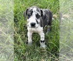 Small #10 Great Dane