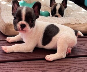 French Bulldog Puppy for sale in PRESCOTT, AZ, USA