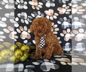 Poodle (Miniature) Puppy for sale in NEW HOLLAND, PA, USA