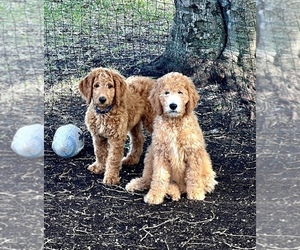 Goldendoodle Puppy for sale in SATELLITE BEACH, FL, USA