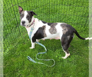 Catahoula Leopard Dog Dogs for adoption in Columbus, IN, USA