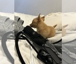 Small #3 Chihuahua