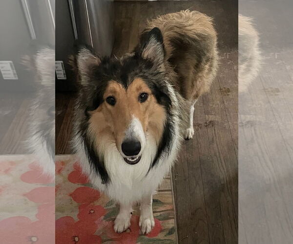 Medium Photo #1 Collie Puppy For Sale in Chantilly, VA, USA