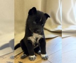 Puppy Puppy 5 Labrador Retriever-Siberian Husky Mix