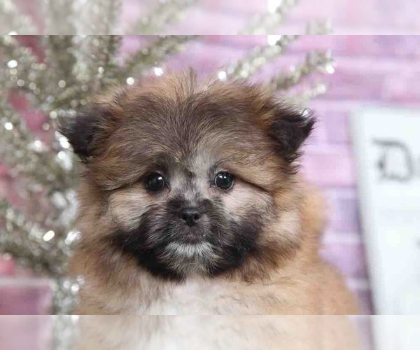 Medium Photo #2 Chiranian Puppy For Sale in BEL AIR, MD, USA