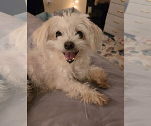 Maltese-Unknown Mix Dogs for adoption in Davis, CA, USA