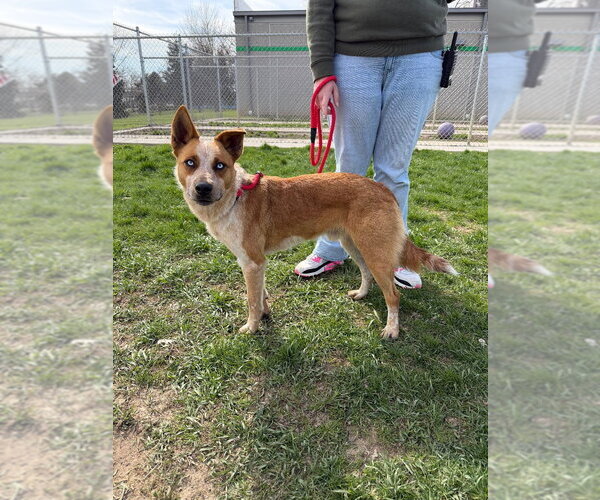 Medium Photo #2 Border Collie-Unknown Mix Puppy For Sale in Pierceton , IN, USA