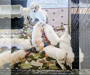 English Cream Golden Retriever Puppy for sale in BROWNSTOWN, MI, USA