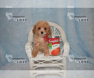 Poodle (Toy) Puppy for sale in SANGER, TX, USA