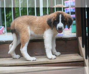 Saint Bernard Puppy for sale in AVALON, MO, USA