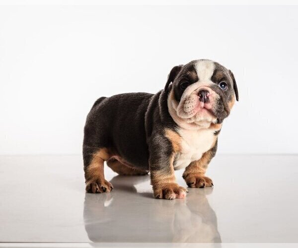 Medium Photo #3 Bulldog Puppy For Sale in RYE, NY, USA