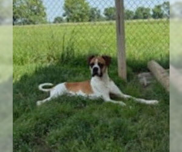 Medium Photo #2 Boxer Puppy For Sale in Burnsville, MN, USA