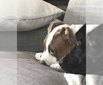 Small #4 Bullypit