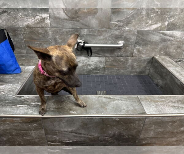 Medium Photo #4 Chihuahua-Unknown Mix Puppy For Sale in Sanford, FL, USA